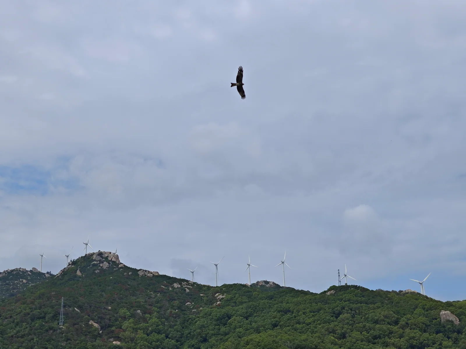 A bird soaring above a green rocky ridge lined with white wind turbines / 一只展翅飞鸟掠过天空，下方绿色岩石山脊上排列着白色风力发电机