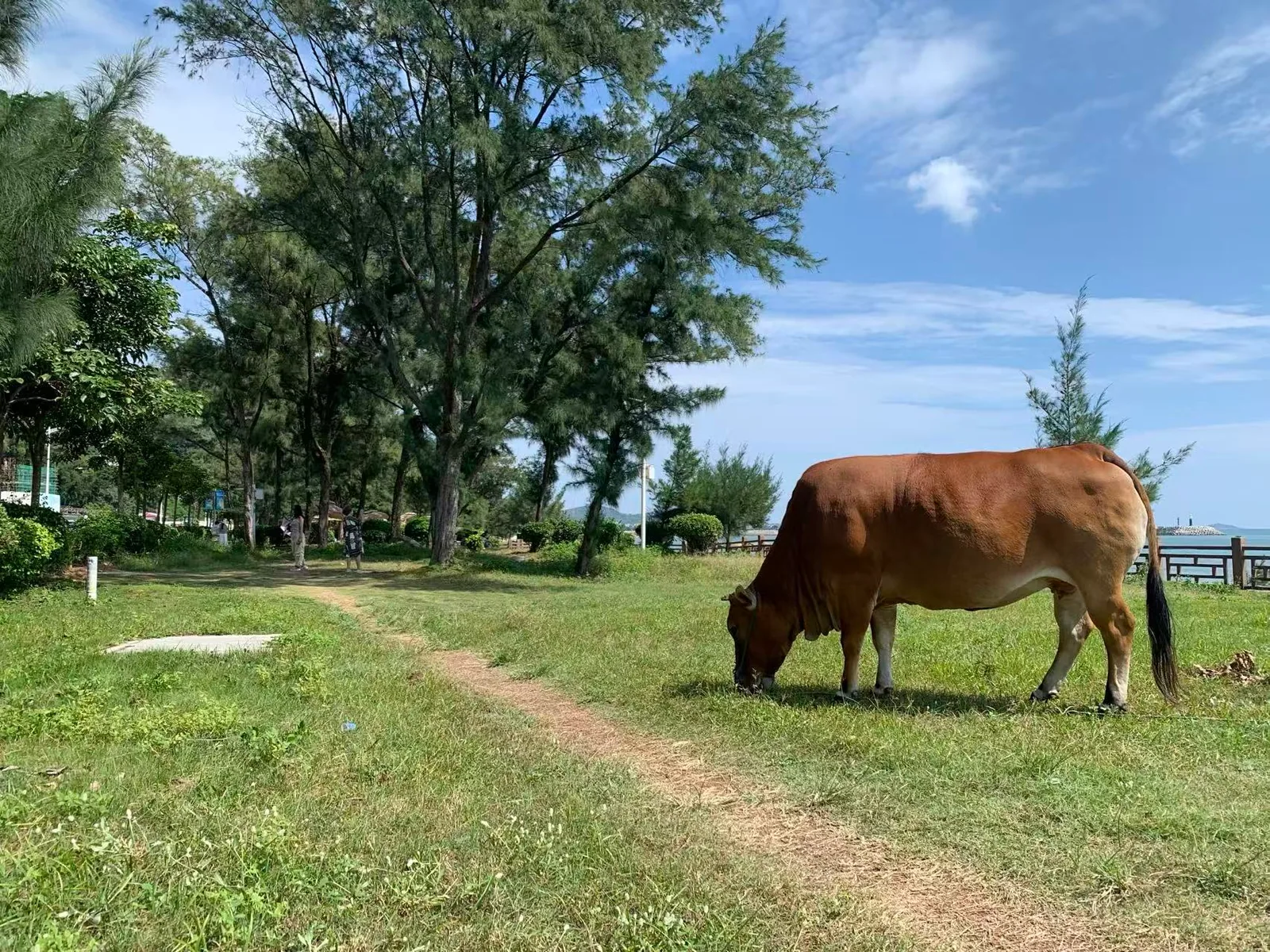 A brown cow grazing on coastal grass beside a narrow path, with trees and sea behind it / 一头棕黄牛在海边小径旁低头吃草，身后有树木和海面