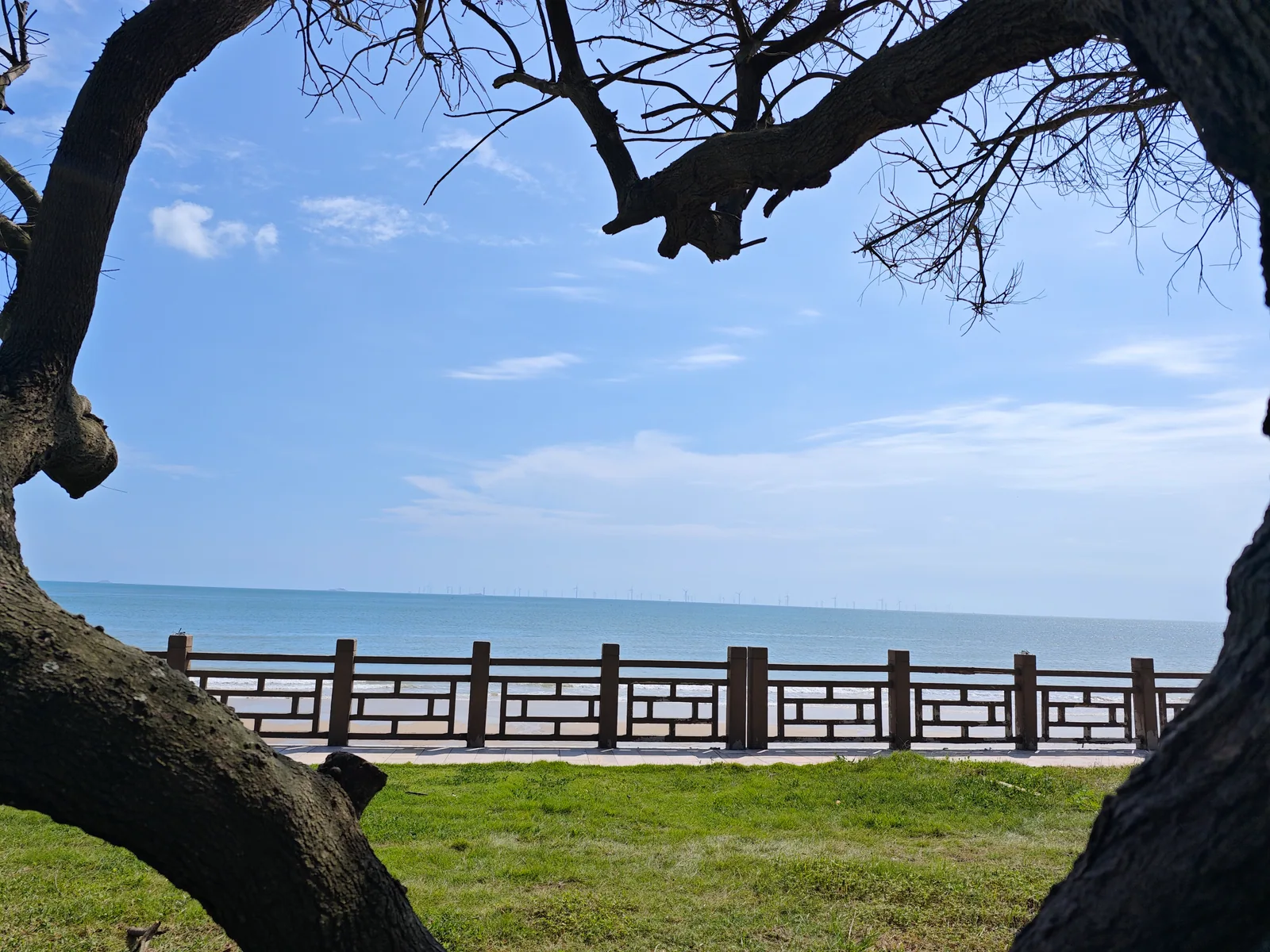 Dark tree trunks and branches frame a blue sea beyond grass and a coastal railing / 深色树干与枝条围住海景，前方是草地、栏杆和蓝色海面