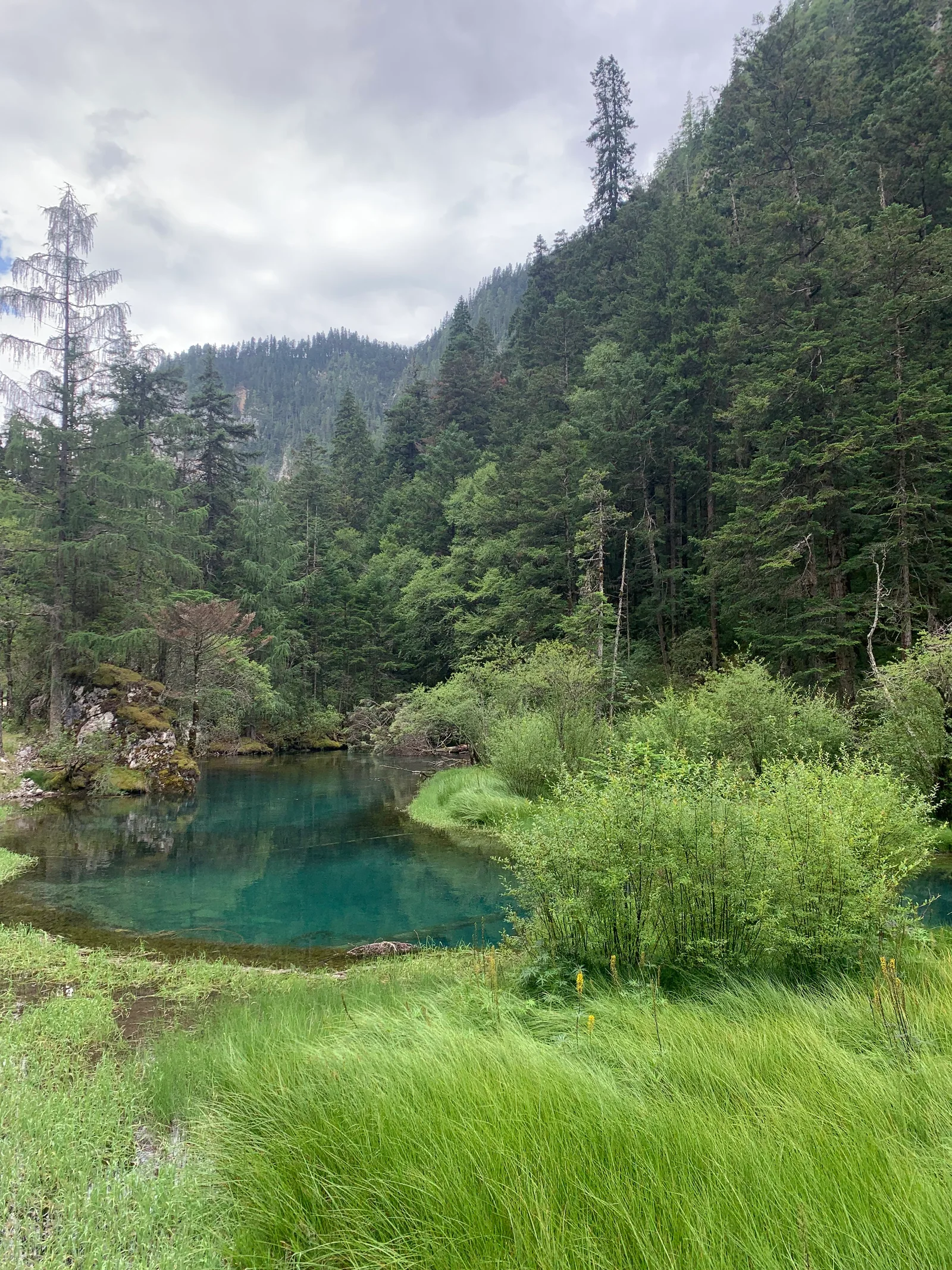 A small blue-green pool beside mossy rocks, grasses and a forested slope / 苔藓岩石、草丛和林坡围着一小片蓝绿色水面