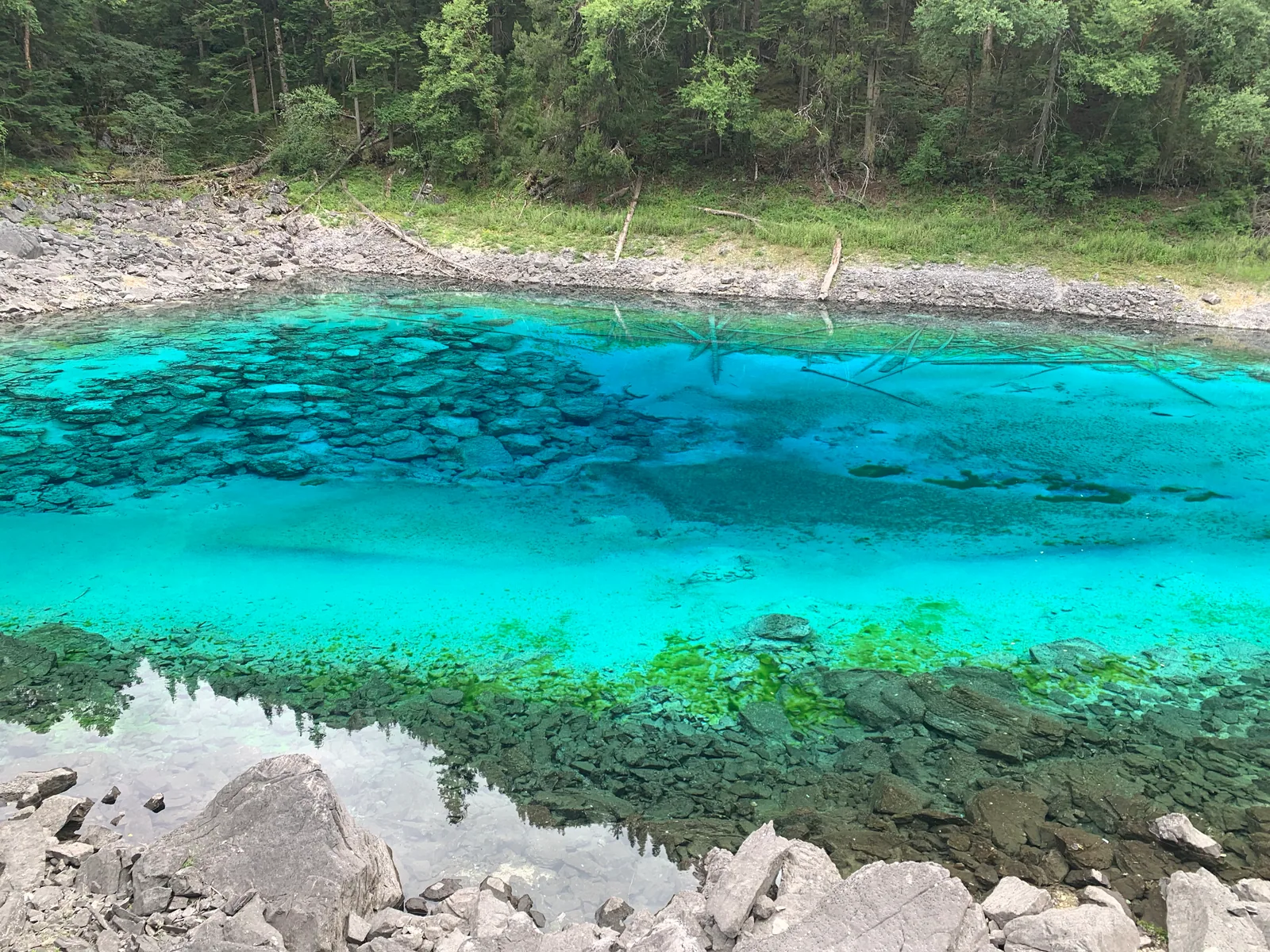 Turquoise water with visible rocks and fallen trunks beneath a forested shore / 林岸边蓝绿色的湖水，水下石块与倒木清晰可见
