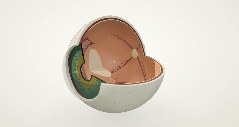 Oblique eye cutaway showing the lens behind the iris, zonular fibers, layered eye wall and optic nerve / 眼球斜剖面：虹膜后方的晶状体、悬韧带、分层眼球壁与视神经